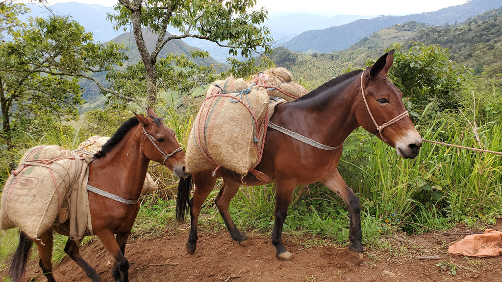 fincafés arabica colombie direct producteur éthique